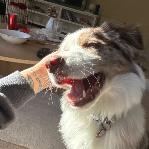 Monty the border collie